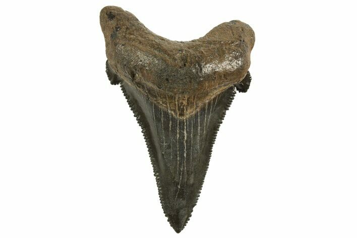 Serrated Angustidens Tooth - Megalodon Ancestor #321699